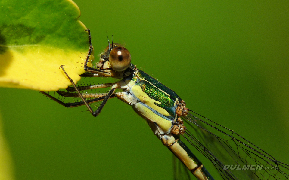 Western Willow Spreadwing (Female, Lestes viridis)